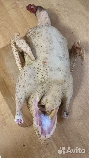 Утка домашняя мясо