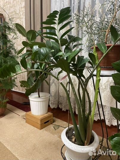 Замиокулькас