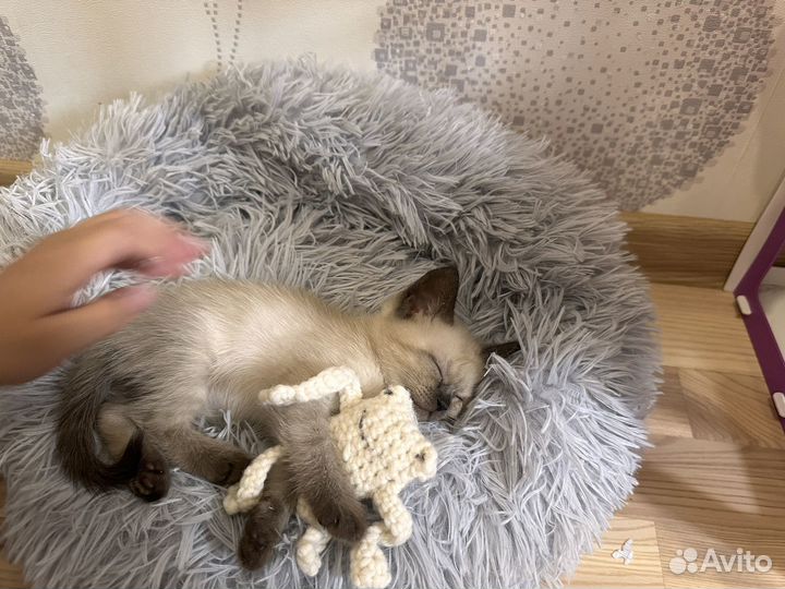 Котенок