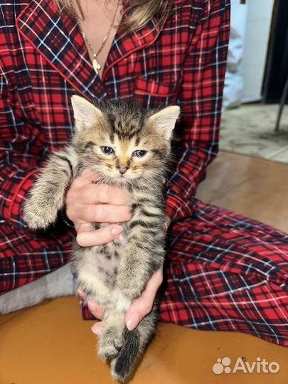 Британские котята
