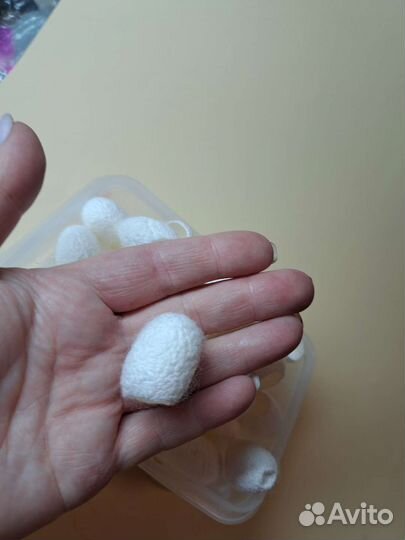 Кокон тутового шелкопряда