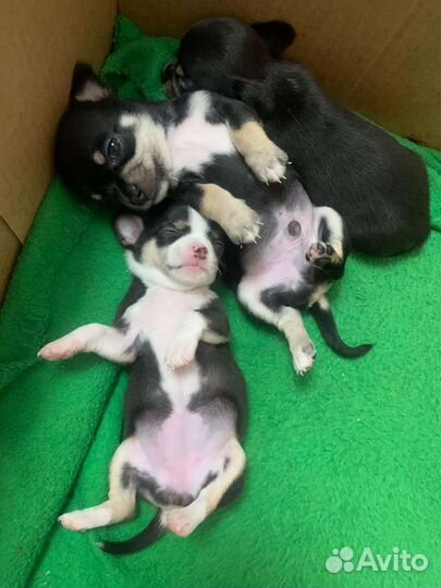 Щеночки чихуахуа триколор