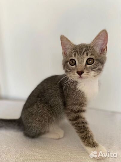 Котята малыши ищут дом