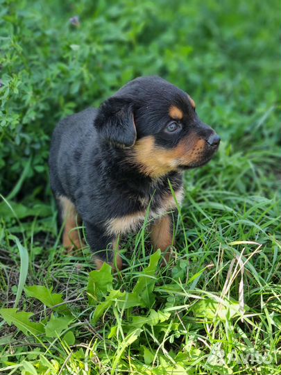Щенки метисы ротвейлера