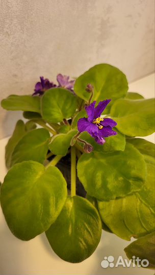 Фиалки цветущие в горшке