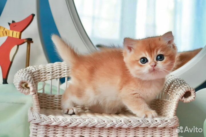 Британский мальчик Манго