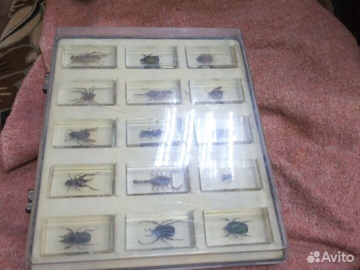 Колекция насекомых