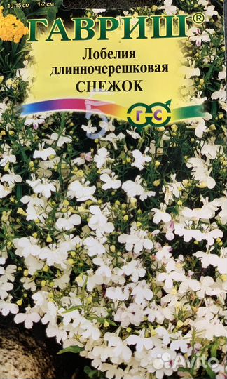 Рассада лобелии