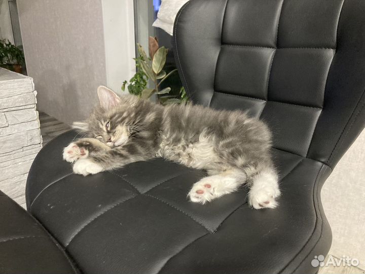 Котенок курильского бобтейла