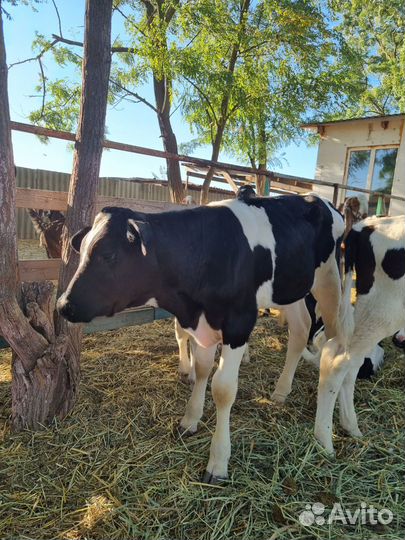 Бычки и телята