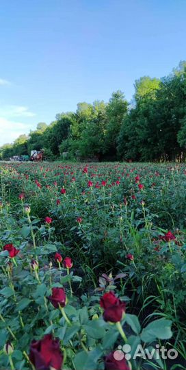 Роза оптом от производителя/букеты