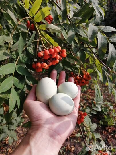 Лакеданзи цыплята, яйцо акция до 25.07