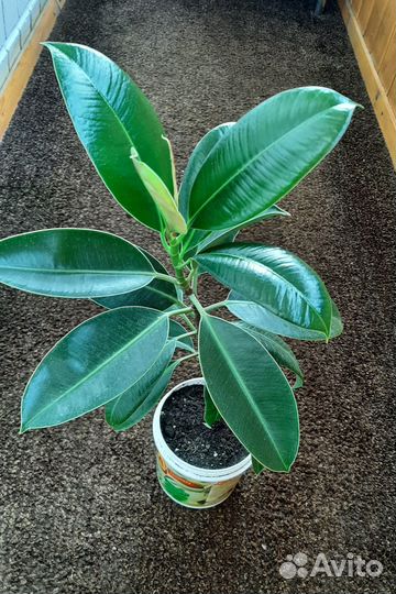 Фикус среднелистный