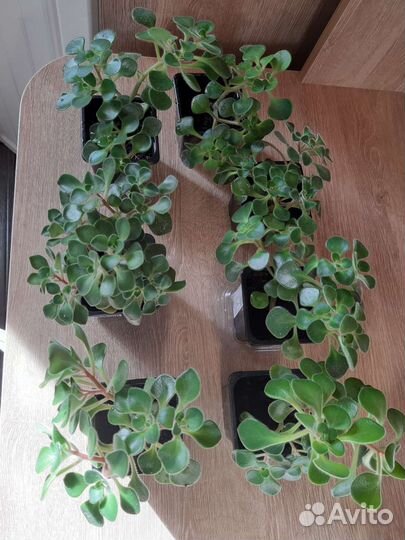 Аихризон дерево любви