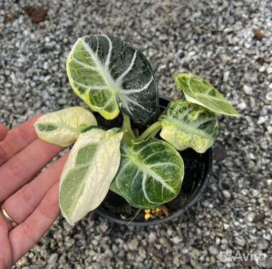 Алоказия блэк вельвет вариегатная