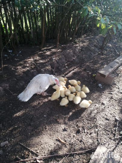 Мускусные утки тяжелые линии