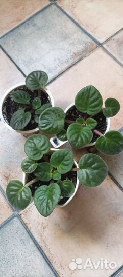 Фиалка детки