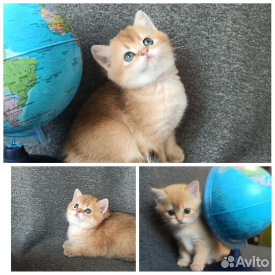 Британские котята золотая шиншилла