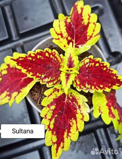 Срезы Колеусов