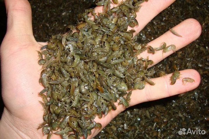 Мормыш круглосуточно