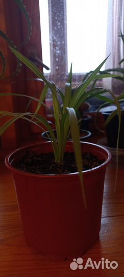 Хлорофитум