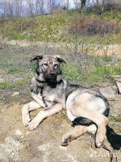 Собака Леон