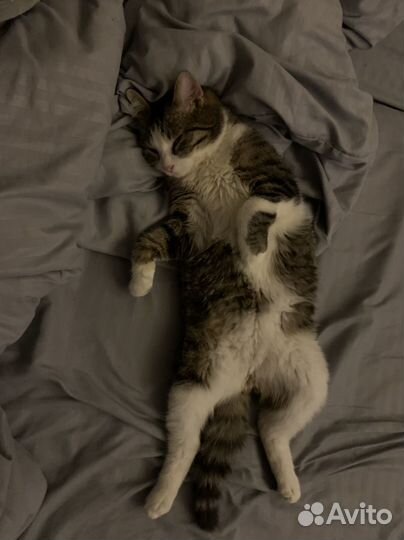 Котёнок мальчик.Отдам в добрые руки