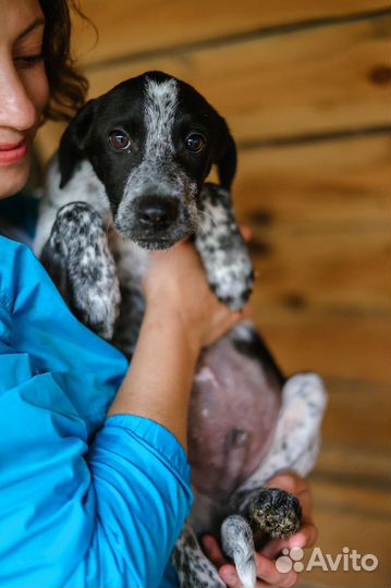 Щенки с интересным окрасом в дар