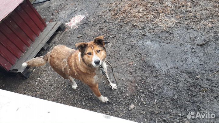 Собака в добрые руки отдам бесплатно