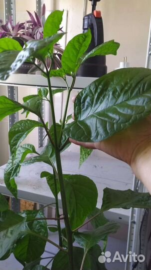 Рассада Каролина острого перца,Хабанеро,Скорпион