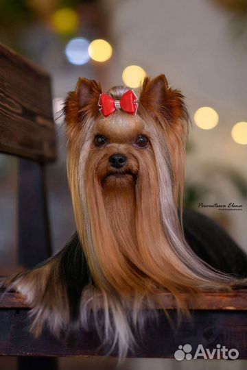 Йоркширский терьер. Вязка