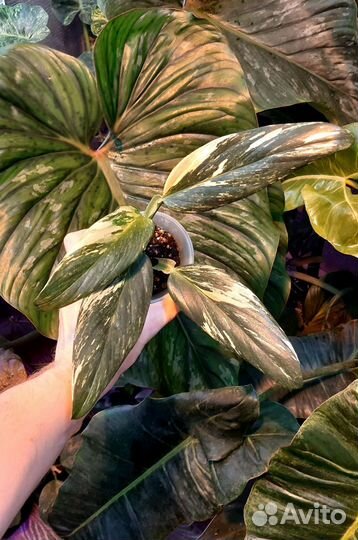 Монстера Standleyana yellow variegated