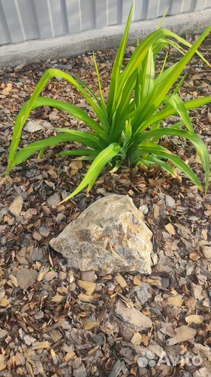 Кора мульча в мешках