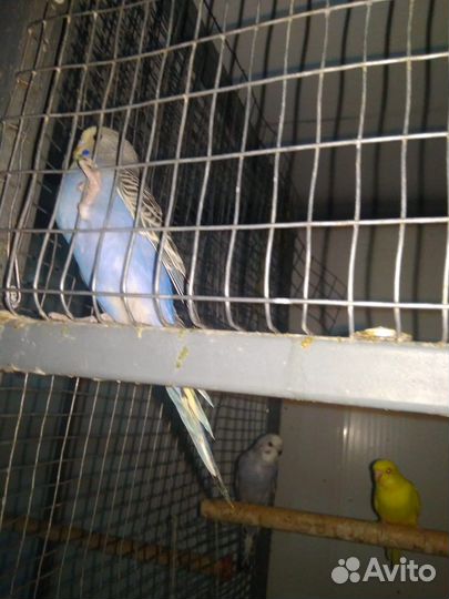 Попугай чехи