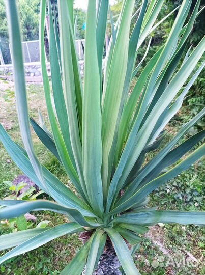 Хоста растение, юка саженцы