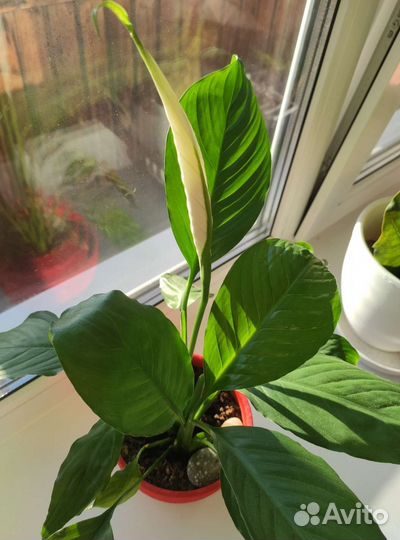 Спатифиллум Женское счастье