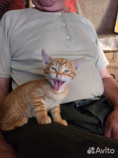 Рыжий котенок