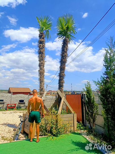 Пальмы Трахикарпус Форчуна