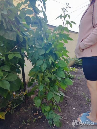 Саженцы ежевика