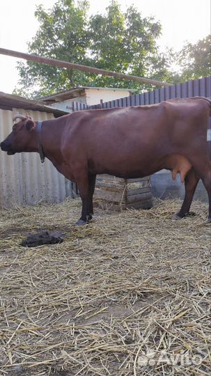 Коровы дойные молочные