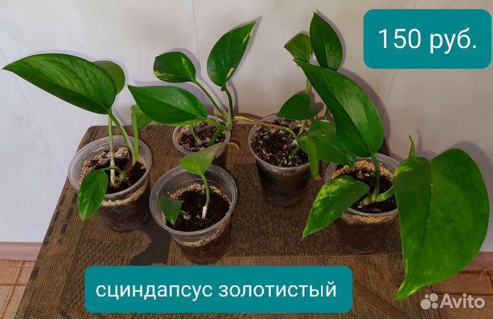 Комнатные цветы