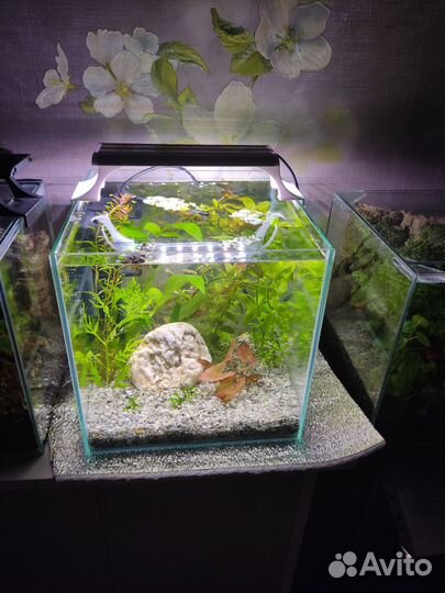 Аквариум кубик (готовый комплекс), криптокарина