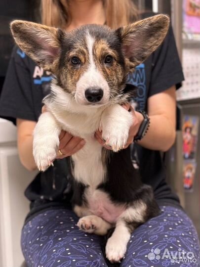 Вельш-корги кардиган щенки