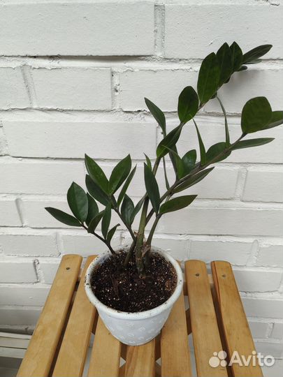 Замиокулькас