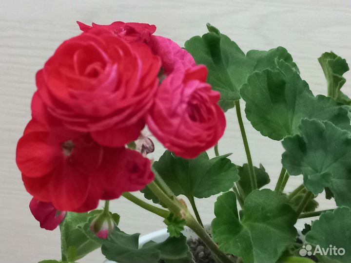 Пеларгония герань сортовая