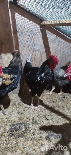 Петух Лакеданзи