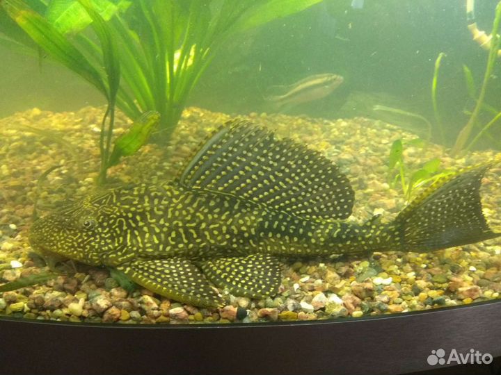 Птеригоплихт парчовый