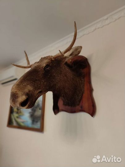 Чучело лося, кабана