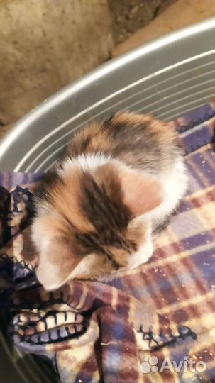 Котенок девочка 3 мес