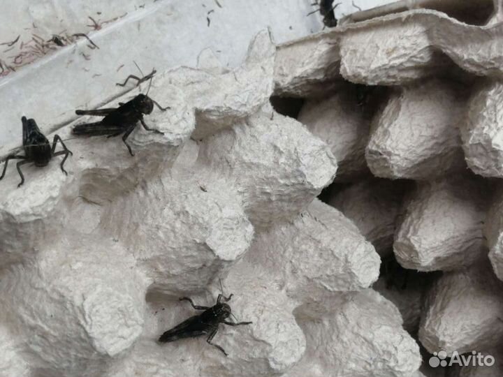 Кормовые насекомые, сверчки, бражник, тараканы